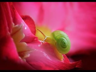 1 insect photography