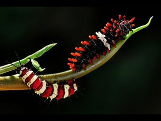 1 insect photography