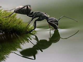 1 insect photography