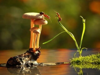 1 insect photography