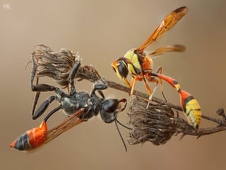 1 insect photography