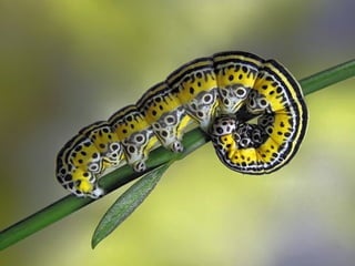1 insect photography