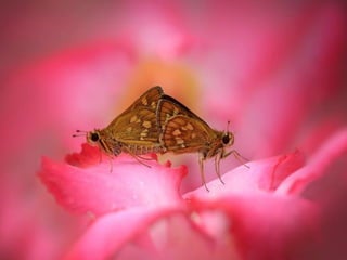 1 insect photography