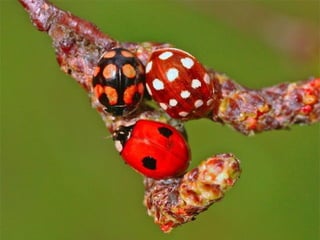 1 insect photography