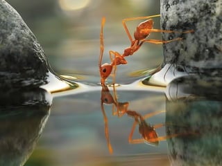 1 insect photography