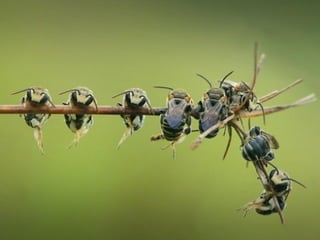 1 insect photography