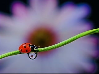 1 insect photography
