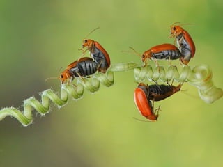 1 insect photography