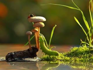 1 insect photography