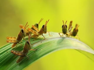 1 insect photography