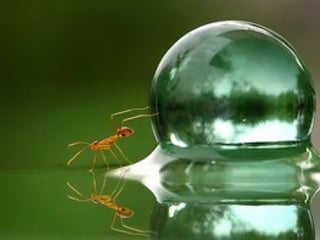 1 insect photography
