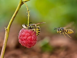 1 insect photography