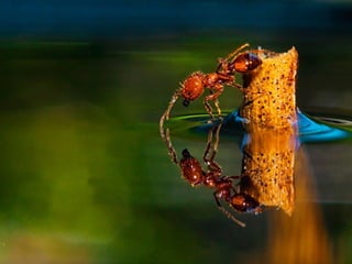 1 insect photography