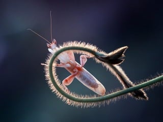 1 insect photography