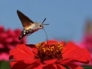 1 insect photography