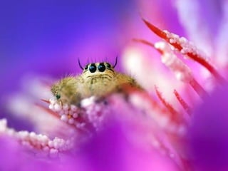 1 insect photography
