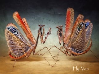 Hy-Van
 