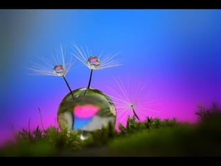 1 insect photography