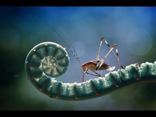 1 insect photography