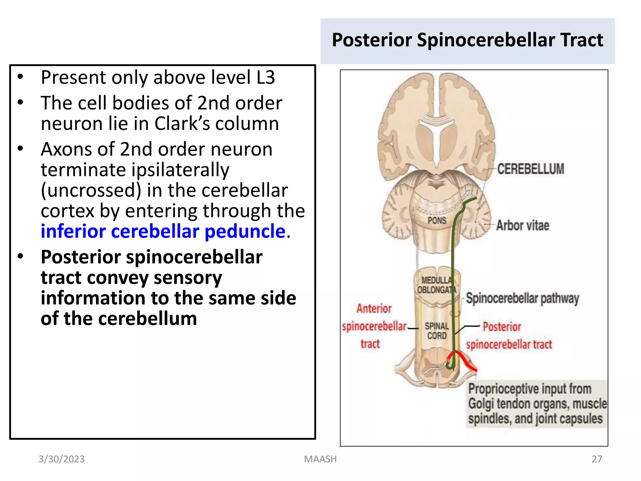 Internal features of the cerebrum.pptx