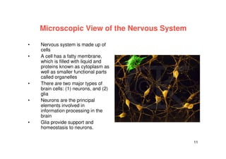 11
Microscopic View of the Nervous System
• Nervous system is made up of
cells
• A cell has a fatty membrane,
which is filled with liquid and
proteins known as cytoplasm as
well as smaller functional parts
called organelles
• There are two major types of
brain cells: (1) neurons, and (2)
glia
• Neurons are the principal
elements involved in
information processing in the
brain
• Glia provide support and
homeostasis to neurons.
 