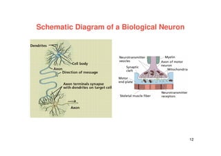 12
Schematic Diagram of a Biological Neuron
 