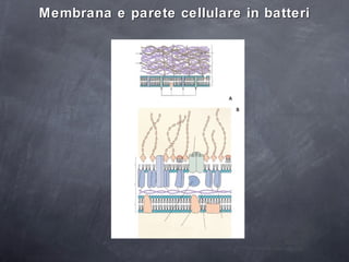 Membrana e parete cellulare in batteri 