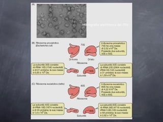 Micrografia elettronica dei 70S 