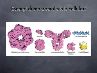 Esempi di macromolecole cellulari 
