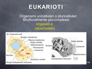EUKARIOTI Figure 1-7b -   Organismi unicellulari o pluricellulari -   Strutturalmente più complessi:  organelli e  citoscheletro 