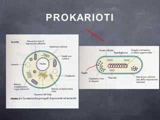 PROKARIOTI 