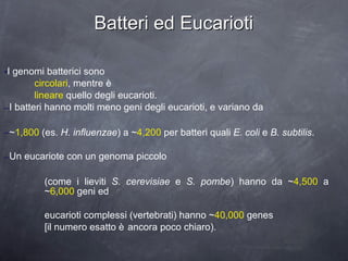 Batteri ed Eucarioti I genomi batterici sono  circolari , mentre è  lineare  quello degli eucarioti. I batteri hanno molti meno geni degli eucarioti, e variano da  ~ 1,800  (es.  H. influenzae ) a ~ 4,200  per batteri quali  E. coli  e  B. subtilis . Un eucariote con un genoma piccolo  (come i lieviti  S. cerevisiae  e  S. pombe ) hanno da ~ 4,500  a ~ 6,000  geni ed  eucarioti complessi (vertebrati) hanno ~ 40,000  genes  [il numero esatto è ancora poco chiaro). 