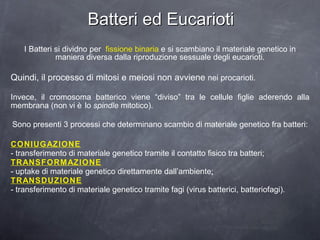 Batteri ed Eucarioti I Batteri si dividno per  fissione binaria  e si scambiano il materiale genetico in maniera diversa dalla riproduzione sessuale degli eucarioti. Quindi, il processo di mitosi e meiosi non avviene  nei procarioti. Invece, il cromosoma batterico viene “diviso” tra le cellule figlie aderendo alla membrana (non vi è lo  spindle  mitotico). Sono presenti 3 processi che determinano scambio di materiale genetico fra batteri: CONIUGAZIONE   - transferimento di materiale genetico tramite il contatto fisico tra batteri; TRANSFORMAZIONE   - uptake di materiale genetico direttamente dall’ambiente ; TRANSDUZIONE   - transferimento di materiale genetico tramite fagi (virus batterici, batteriofagi). 