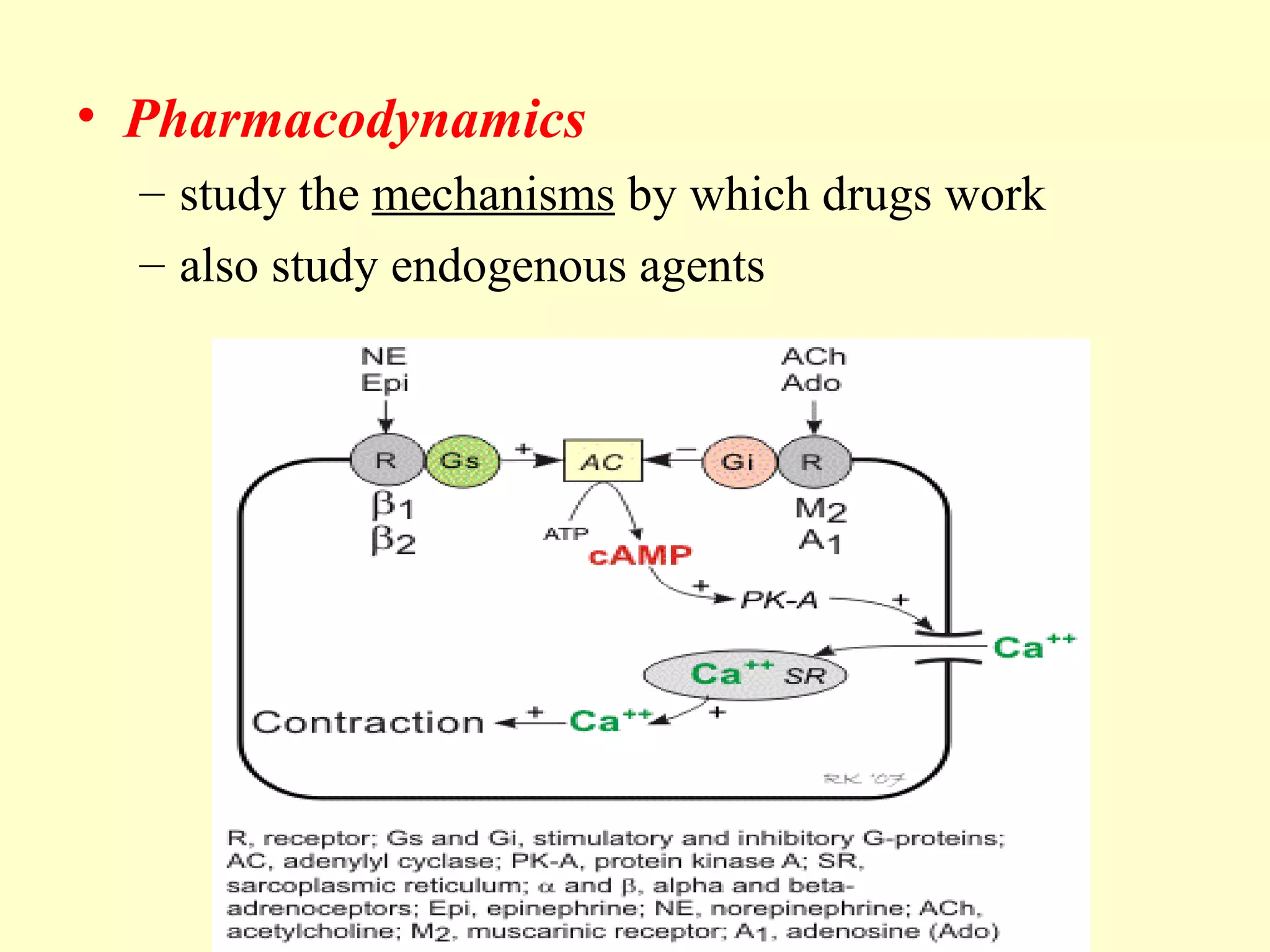• Pharmacodynamics
– study the mechanisms by which drugs work
– also study endogenous agents
 