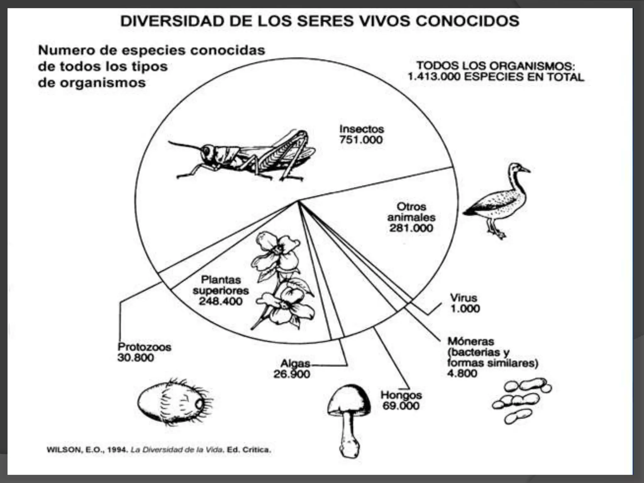 Entomologia insectos | PPTX