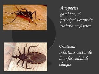 Anopheles
gambiae , el
principal vector de
malaria en Africa
Triatoma
infestans vector de
la enfermedad de
chagas.
 