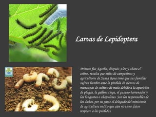 Larvas de Lepidoptera
Primero fue Agatha, después Alex y ahora el
colmo, resulta que miles de campesinos y
agricultores de Santa Rosa teme que sus familias
sufran hambre ante la pérdida de cientos de
manzanas de cultivo de maíz debido a la aparición
de plagas, la gallina ciega, el gusano barrenador y
las langostas o chapulines. Son los responsables de
los daños, por su parte el delegado del ministerio
de agricultura indicó que aún no tiene datos
respecto a las pérdidas.
 