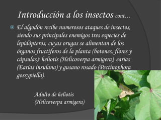  El algodón recibe numerosos ataques de insectos,
siendo sus principales enemigos tres especies de
lepidópteros, cuyas orugas se alimentan de los
órganos fructíferos de la planta (botones, flores y
cápsulas): heliotis (Helicoverpa armigera), earias
(Earias insulana) y gusano rosado (Pectinophora
gossypiella).
Introducción a los insectos cont…
Adulto de heliotis
(Helicoverpa armigera)
 