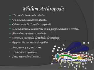 Philum Arthropoda
 Un canal alimentario tubular.
 Un sistema circulatorio abierto.
 Celoma reducido (cavidad corporal).
 Sistema nervioso consistente en un ganglio anterior o cerebro.
 Musculos esqueléticos estriados.
 Excresion por medio de tubulos de Malpigi.
 Respiración por medio de agallas
o traqueas y espiráculos.
• Sin cilios o nefridios.
• Sexos separados (Dioicos).
 