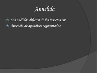 Annelida
 Los anélidos difieren de los insectos en:
 Ausencia de apéndices segmentados
 
