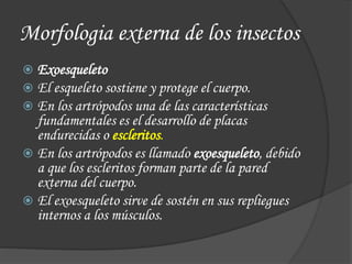  Exoesqueleto
 El esqueleto sostiene y protege el cuerpo.
 En los artrópodos una de las características
fundamentales es el desarrollo de placas
endurecidas o escleritos.
 En los artrópodos es llamado exoesqueleto, debido
a que los escleritos forman parte de la pared
externa del cuerpo.
 El exoesqueleto sirve de sostén en sus repliegues
internos a los músculos.
Morfologia externa de los insectos
 
