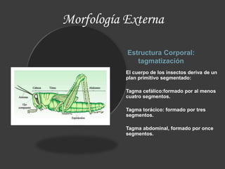 Estructura Corporal:
tagmatización
El cuerpo de los insectos deriva de un
plan primitivo segmentado:
Tagma cefálico:formado por al menos
cuatro segmentos.
Tagma torácico: formado por tres
segmentos.
Tagma abdominal, formado por once
segmentos.
Morfología Externa
 