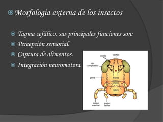  Tagma cefálico. sus principales funciones son:
 Percepción sensorial.
 Captura de alimentos.
 Integración neuromotora.
Morfologia externa de los insectos
 