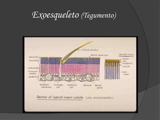 Exoesqueleto (Tegumento)
 