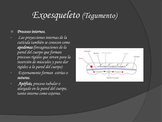 Exoesqueleto (Tegumento)
 Procesos internos.
• Las proyecciones internas de la
cutícula también se conocen como
apodemas (invaginaciones de la
pared del cuerpo que forman
procesos rígidos que sirven para la
inserción de músculos y para dar
rigidez a la pared del cuerpo)
• Externamente forman estrías o
suturas.
• Apófisis, proceso tubular o
alargado en la pared del cuerpo,
tanto interno como externo.
 