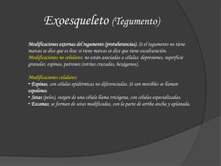 Exoesqueleto (Tegumento)
Modificaciones externas del tegumento (protuberancias). Si el tegumento no tiene
marcas se dice que es liso; si tiene marcas se dice que tiene esculturación.
Modificaciones no celulares: no están asociadas a células: depresiones, superficie
granular, espinas, patrones (estrías cruzadas, hexágonos).
Modificaciones celulares:
• Espinas, con células epidérmicas no diferenciadas. Si son movibles se llaman
espolones.
• Setas (pelos), surgen de una célula llama tricógena, con células especializadas.
• Escamas, se forman de setas modificadas, con la parte de arriba ancha y aplanada.
 