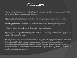 Coloración
• Los colores de los insectos son producidos por la interacción de la luz con la cutícula y/o células
subyacentes o fluidos por mecanismos diferentes.
• Colores físicos (estructurales) resultan de la dispersión, interferencia y difracción de la luz.
• Colores pigmentarios son debidos a la absorción de luz visible por una gama de químicos.
• Todos los colores físicos derivan de la cutícula y sus protuberancias.
• Colores producidos por dispersión dependen del tamaño de las irregularidades de la superficie con
relación a la longitud de onda.
• Los pigmentos de los insectos son producidos de tres formas: 1) el propio metabolismo del insecto;
2) ¨secuestrándolo¨ de las plantas; 3) raras veces, por microorganismos endosimbiontes.
Los pigmentos pueden estar localizados en la cutícula, epidermis, hemolinfa o grasa corporal.
Los colores tienen un número de funciones en adición a su papel obvio de patrones de coloración en
despliegues sexuales y defensivos.
 