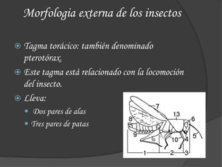 Morfologia externa de los insectos
 Tagma torácico: también denominado
pterotórax.
 Este tagma está relacionado con la locomoción
del insecto.
 Lleva:
 Dos pares de alas
 Tres pares de patas
 