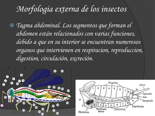  Tagma abdominal. Los segmentos que forman el
abdomen están relacionados con varias funciones,
debido a que en su interior se encuentran numerosos
organos que intervienen en respiracion, reproduccion,
digestion, circulación, excreción.
Morfologia externa de los insectos
 