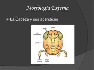 Morfología Externa
 La Cabeza y sus apéndices
 